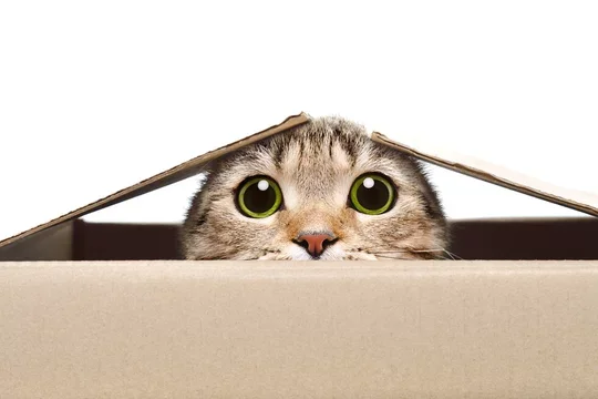 Gatto curioso che sbircia da una scatola di cartone